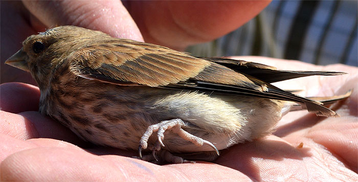 150802rescued-sparrow