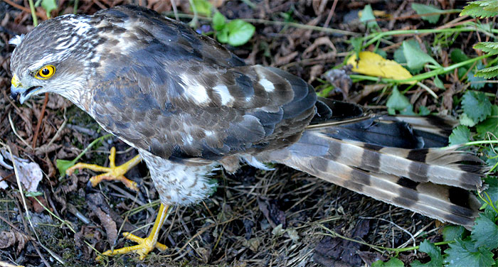 150802rescued-sparrowhawk2