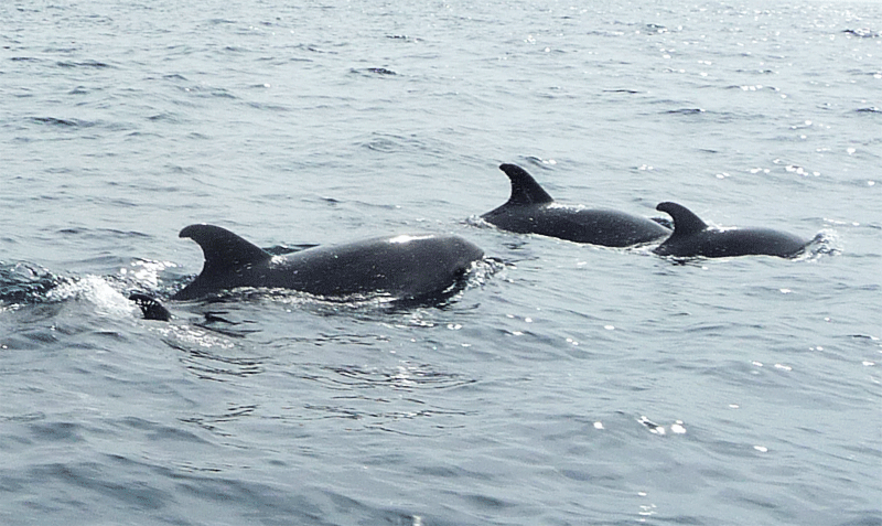 1602tenerifedolphins
